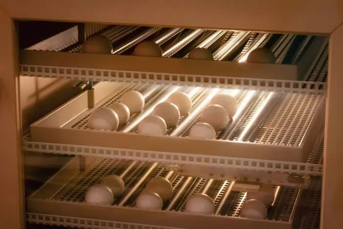 egg-incubation-equipment