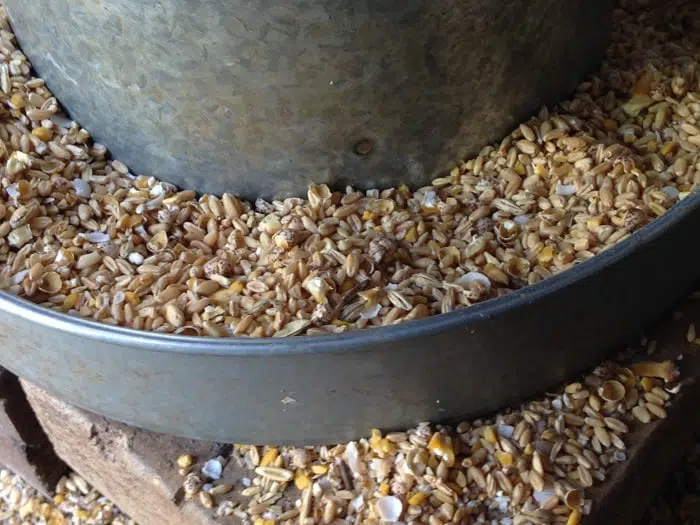 organic chicken feed for backyard poultry