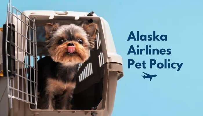 Alaska Airlines Pet Policy | The Ultimate Guide for Stress-Free Travel (Good)