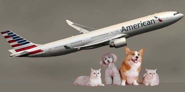 American Airlines Pet Policy for cats, dogs and other pets