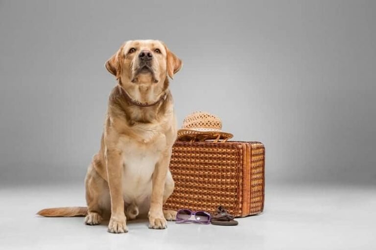 Virgin America Pet Policy – Do They Allow Pets?