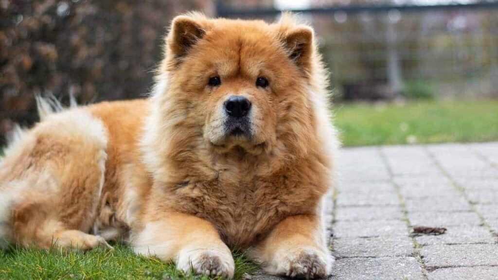 Chow Chow siting like a lion
