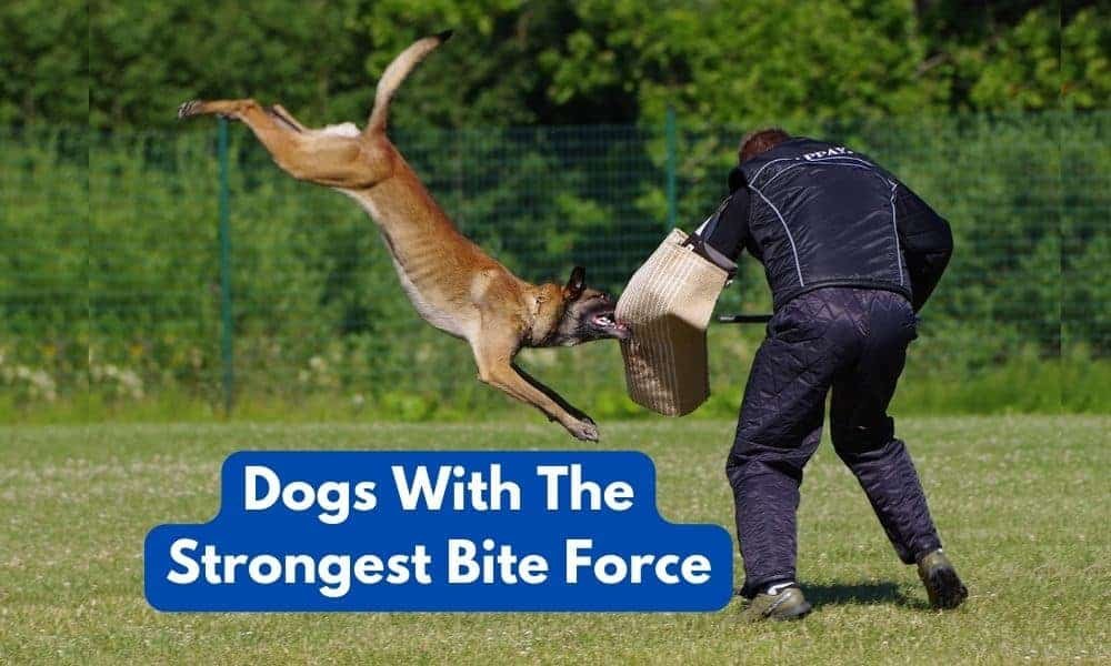 Dogs With The Strongest Bite Force