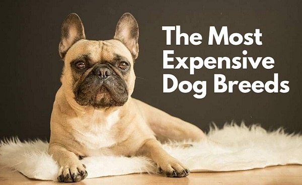 The most expensive dog breeds
