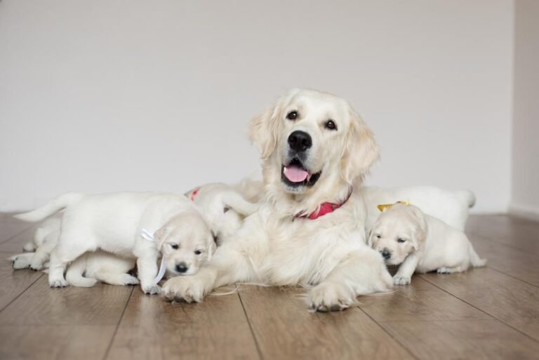 Dog Breeding For Beginners: What You Should Know