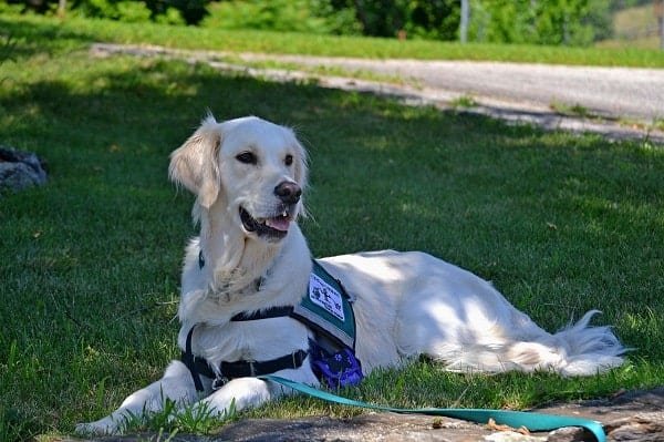 Seizure Alert Dogs (Top 10 Breeds With Pictures)