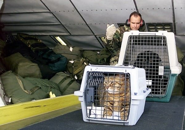 pet cats and dogs in carriers being loaded into a plane