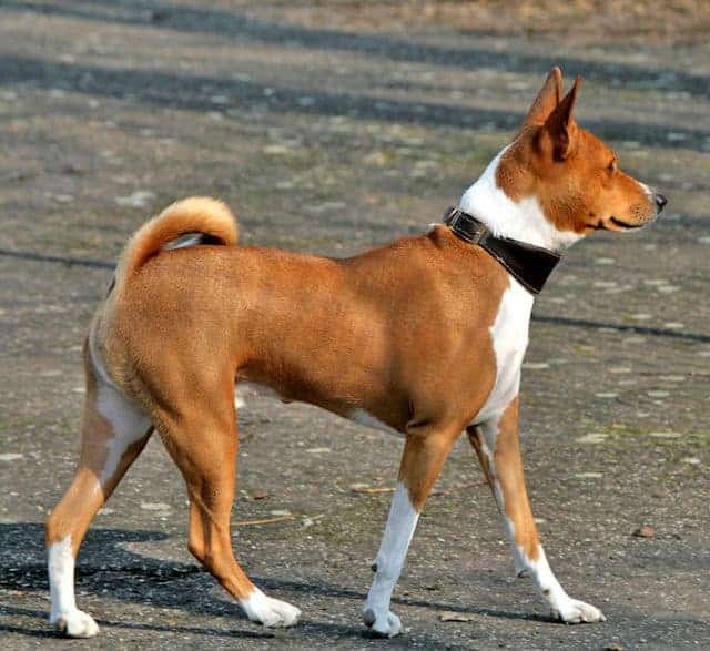 12 Best Dog Breeds from Africa (With Pictures)