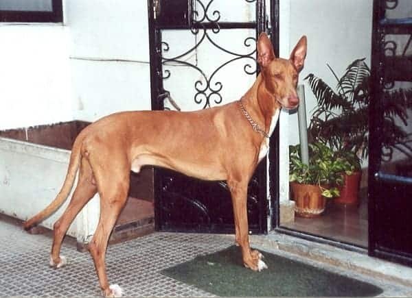 This is one of the most expensive dogs from Africa