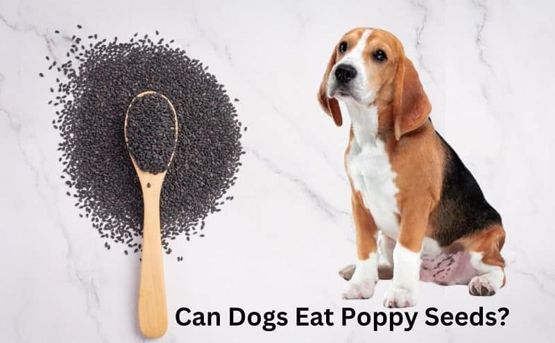 Can dogs eat poppy seeds