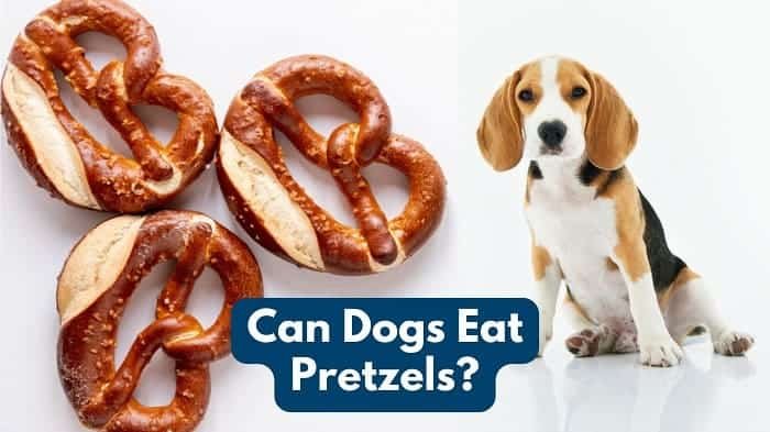 Can Dogs Eat Pretzels? Are There Any Risks?