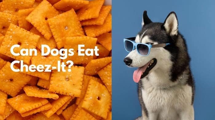 Can dogs eat Cheez-It?