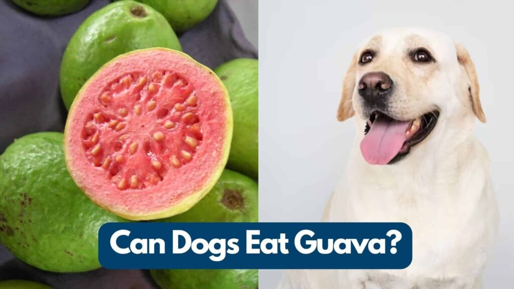 Can my dog eat guava