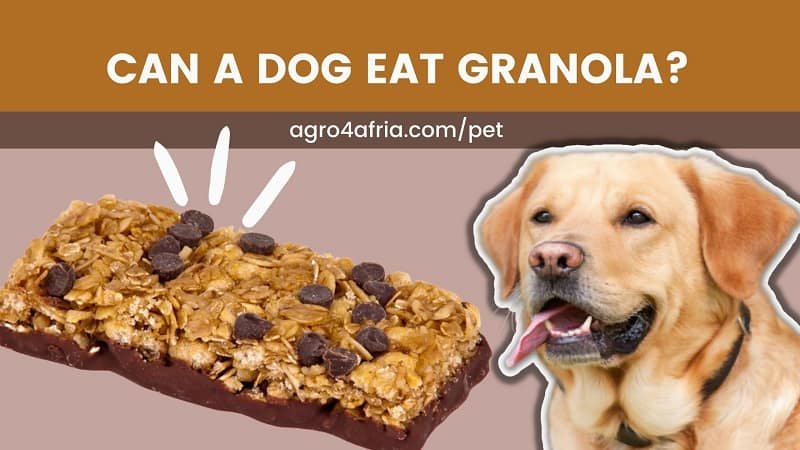 can a dog eat granola
