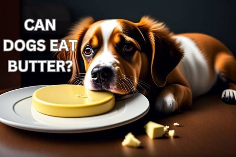 Can Dogs Eat Butter? | How Bad is it?