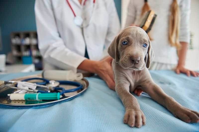 Gray puppy with vet in a vet clinic