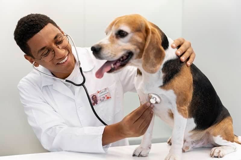 medium-shot-veterinarian-checking-dog