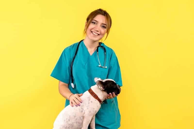 front-view-female-veterinarian-observing-little-dog-yellow-wall