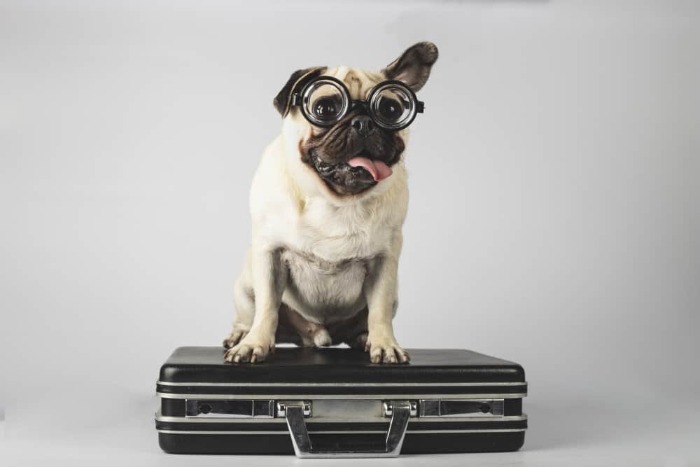 Is Alaska Airlines Pet Policy Friendly?
