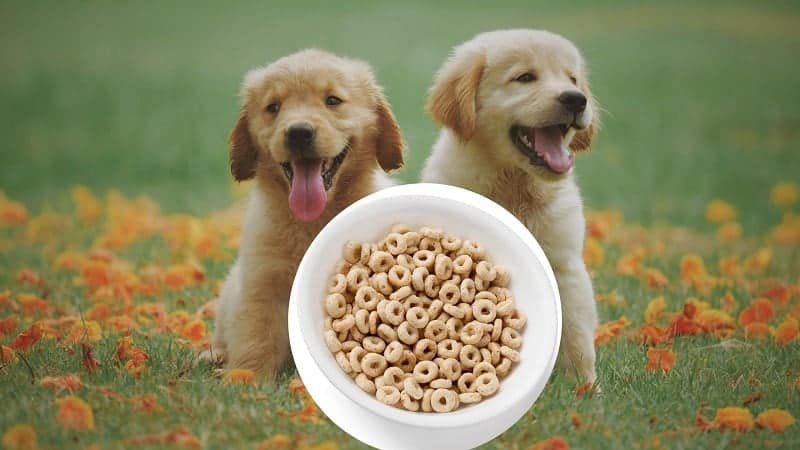 Can Dogs Eat Cheerios