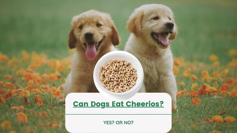 Can-dogs-eat-cheerios