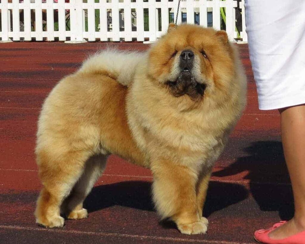 chow chow dogs are pricey