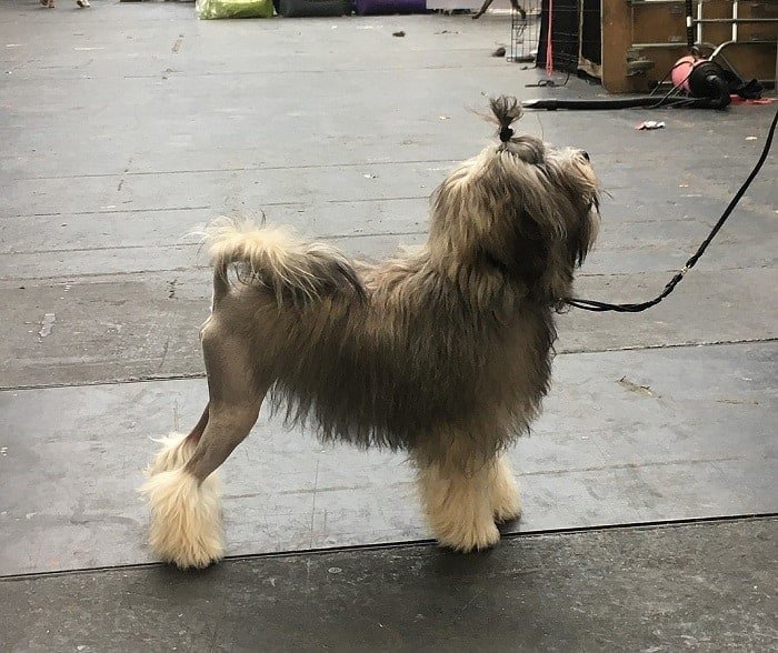 Lowchen is one of the most expesive dog breeds in the world