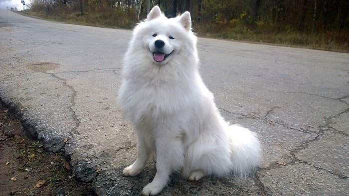 samoyed dog breeds are very costly to acquire.