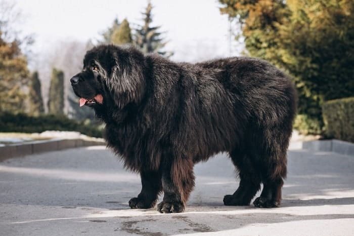 Tibetan mastiff is the most expensive dog breed in the world 
