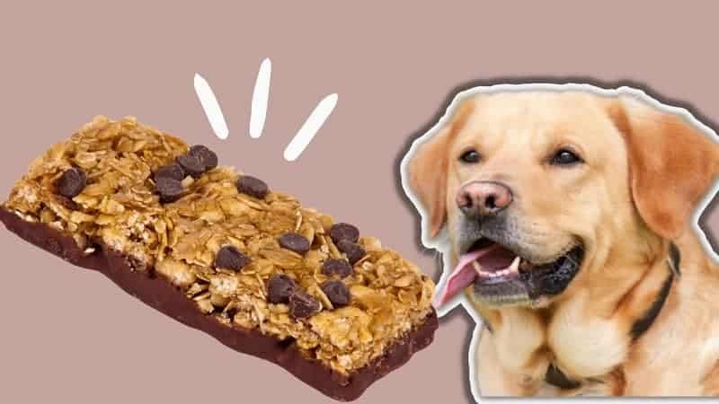 can dogs eat granola? Is it healthy?