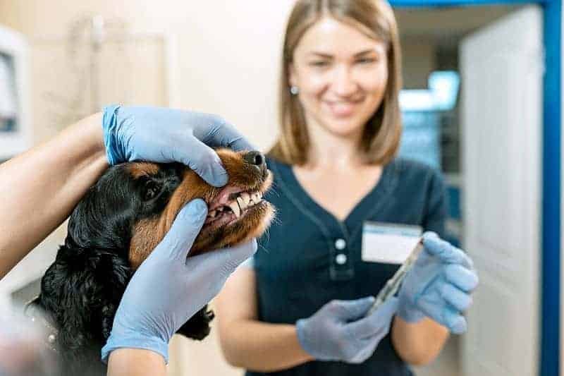 medicine-pet-care-people-concept-dog-dental-veterinarian-doctor-vet-clinic