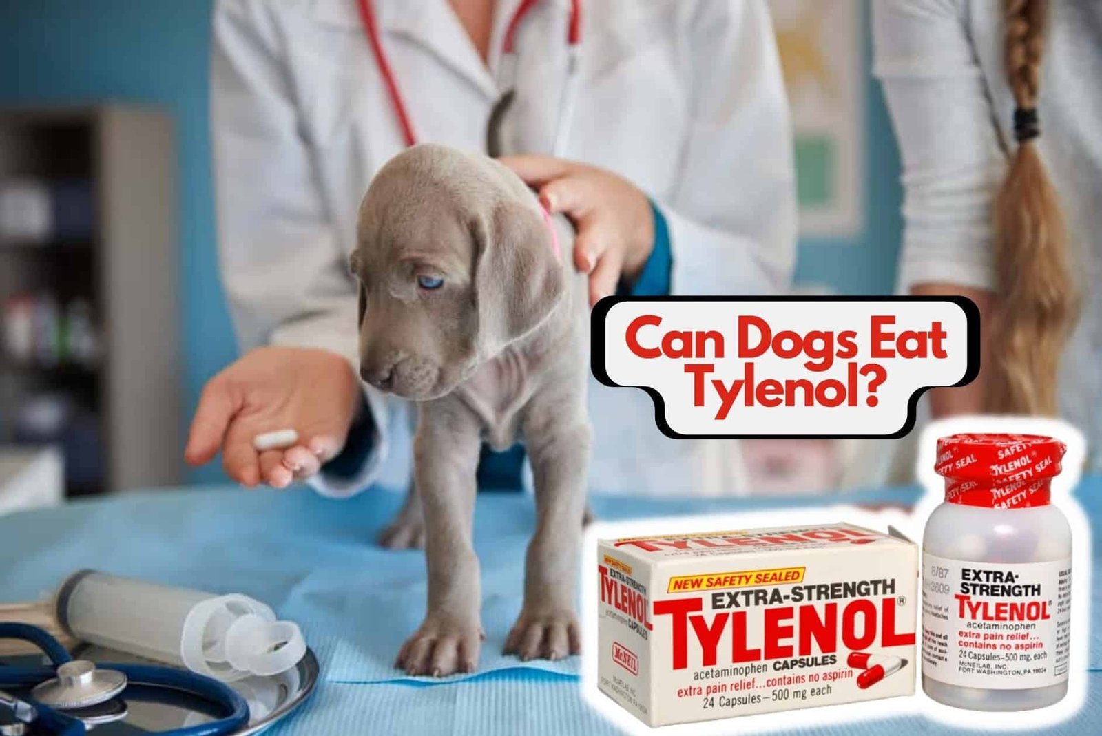 An ill puppy taking pill. Can dogs take tylenol