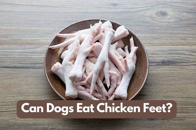 Can dogs eat chicken feet