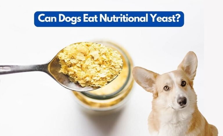 Can Dogs Eat Nutritional Yeast? Yes!! See The Awesome Benefits