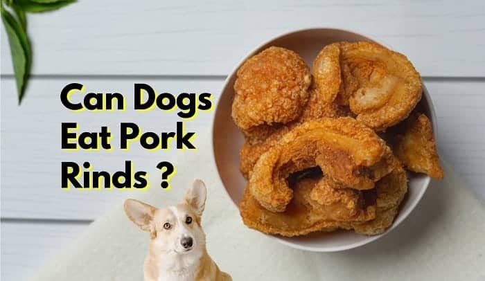 Can Dogs Eat Pork Rinds? The Shocking Truth About Dogs and Pork Rinds