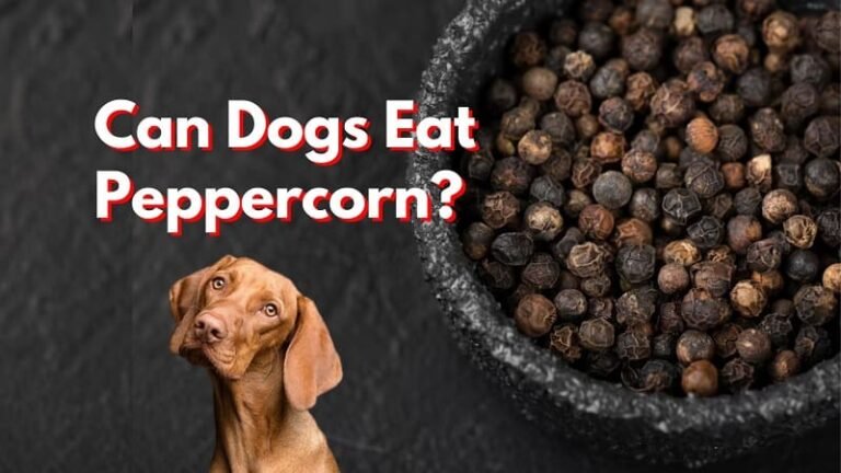 Can Dogs Eat Peppercorn? The Ultimate Truth About Peppercorns