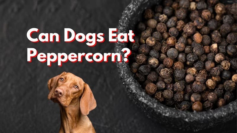 Can my dogs eat peppercorn