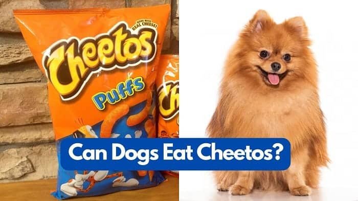 Can my dogs eat Cheetos puffs