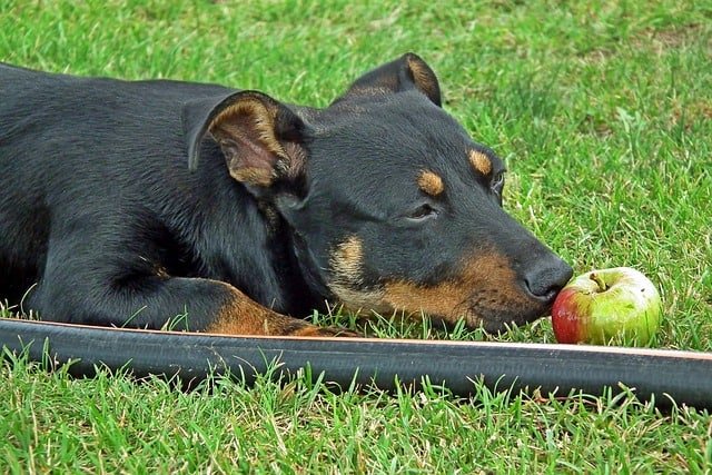 A dog lying on a grass field with a piece of apple close to its nose.