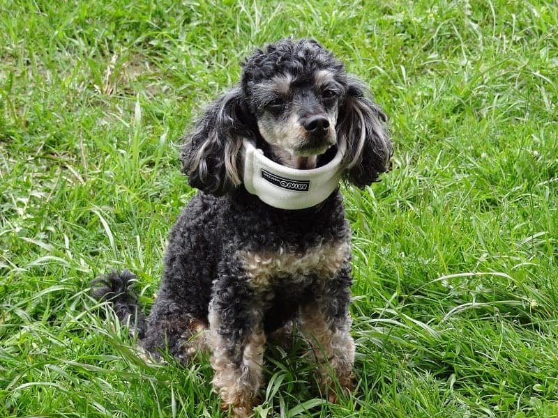 Injured dog wearing braces. Can dogs take Tylenol to ease pain?
