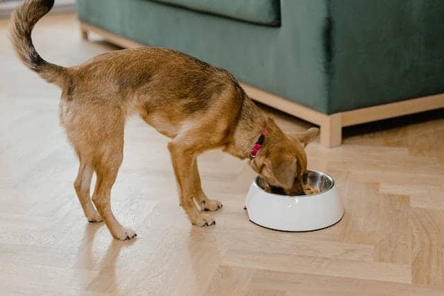 Can dogs eat collagen powder
