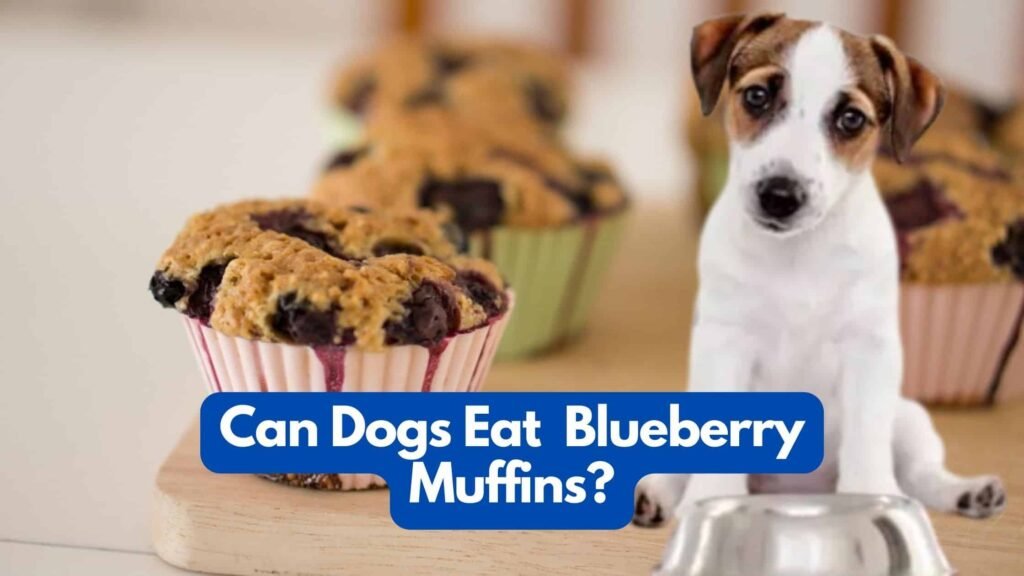 Can my dog eat blueberry muffins