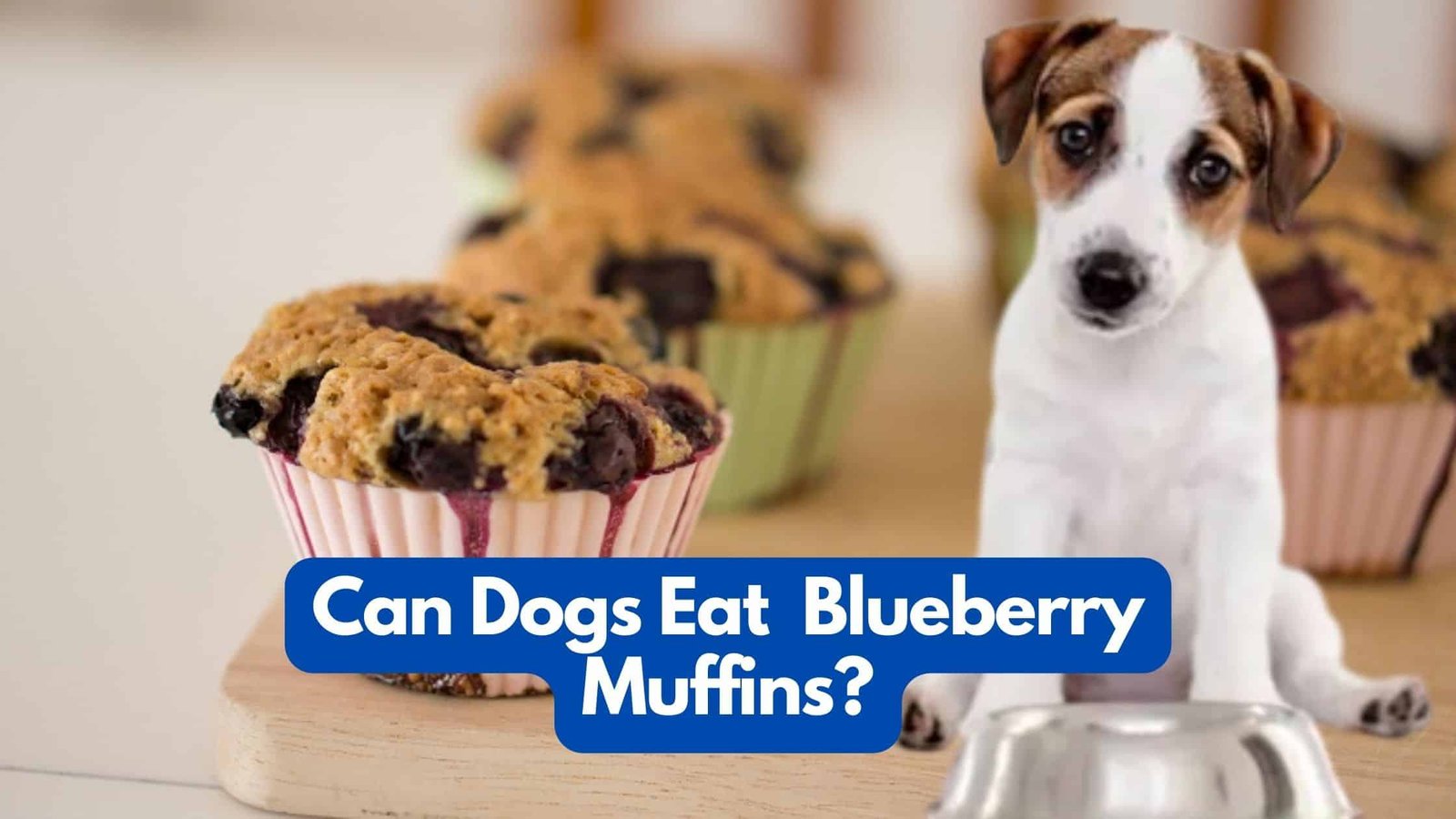 Can Dogs Eat Blueberry Muffin? Find Out if it's Safe or Dangerous