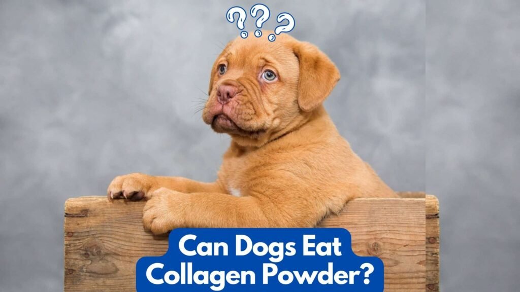 Can my dog eat collagen powder