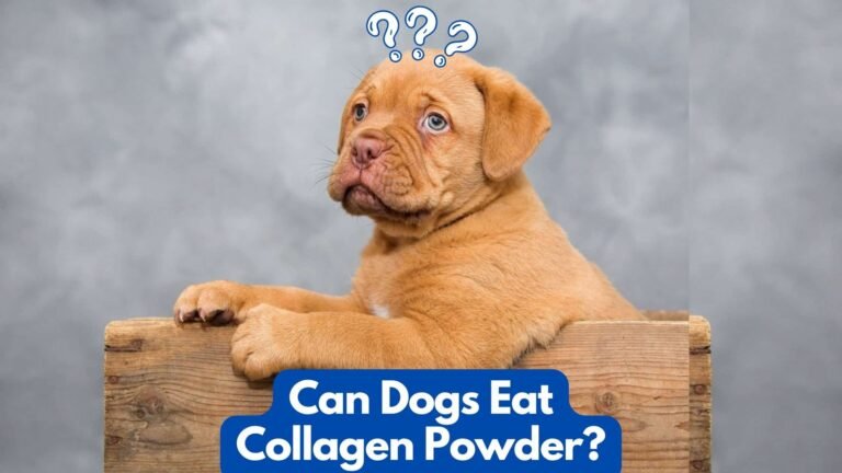 Can Dogs Eat Collagen Powder?