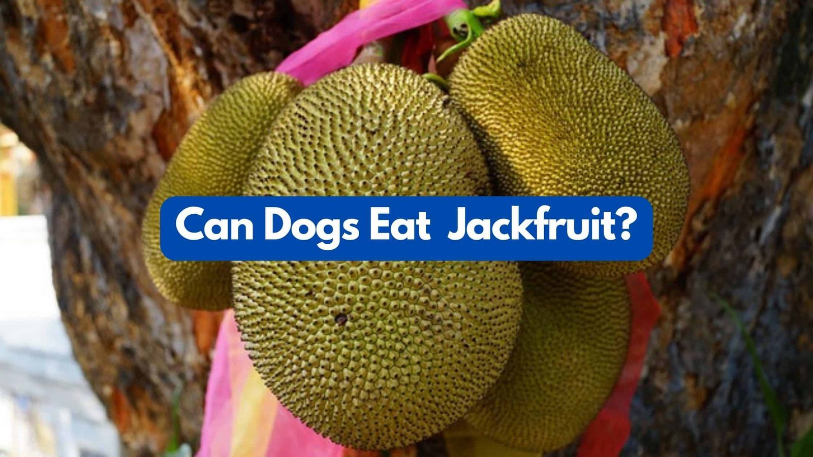 Can my dog eat jackfruit
