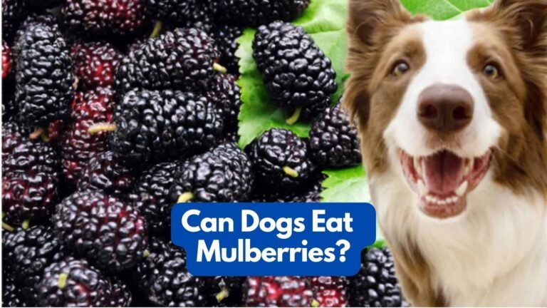 Can Dogs Eat Mulberries? 6 Awesome Benefits