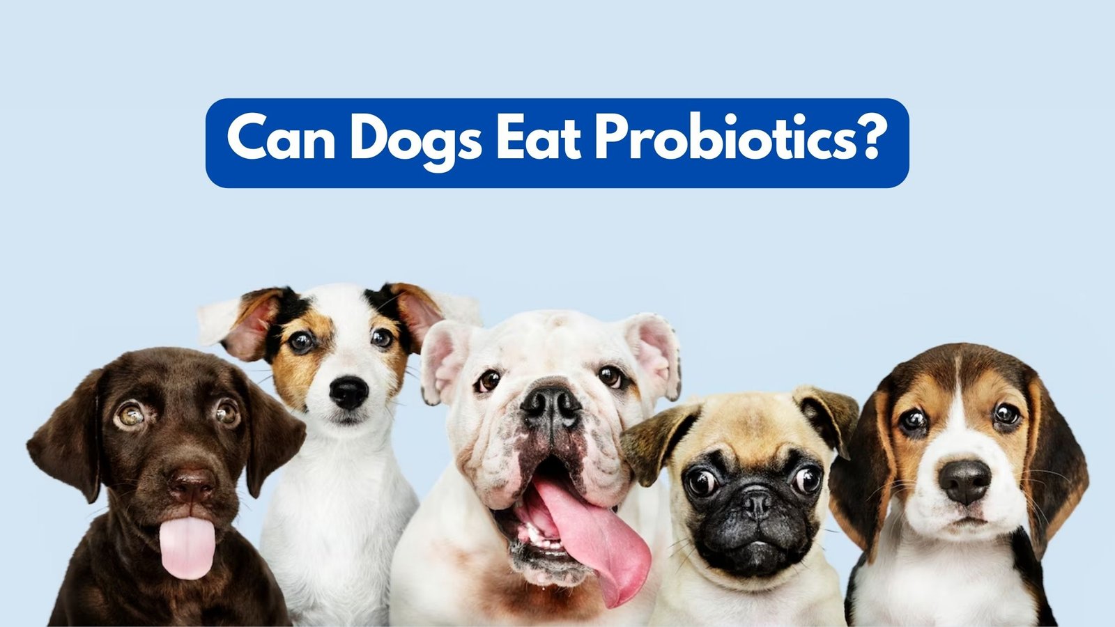 Can my dog eat probiotics