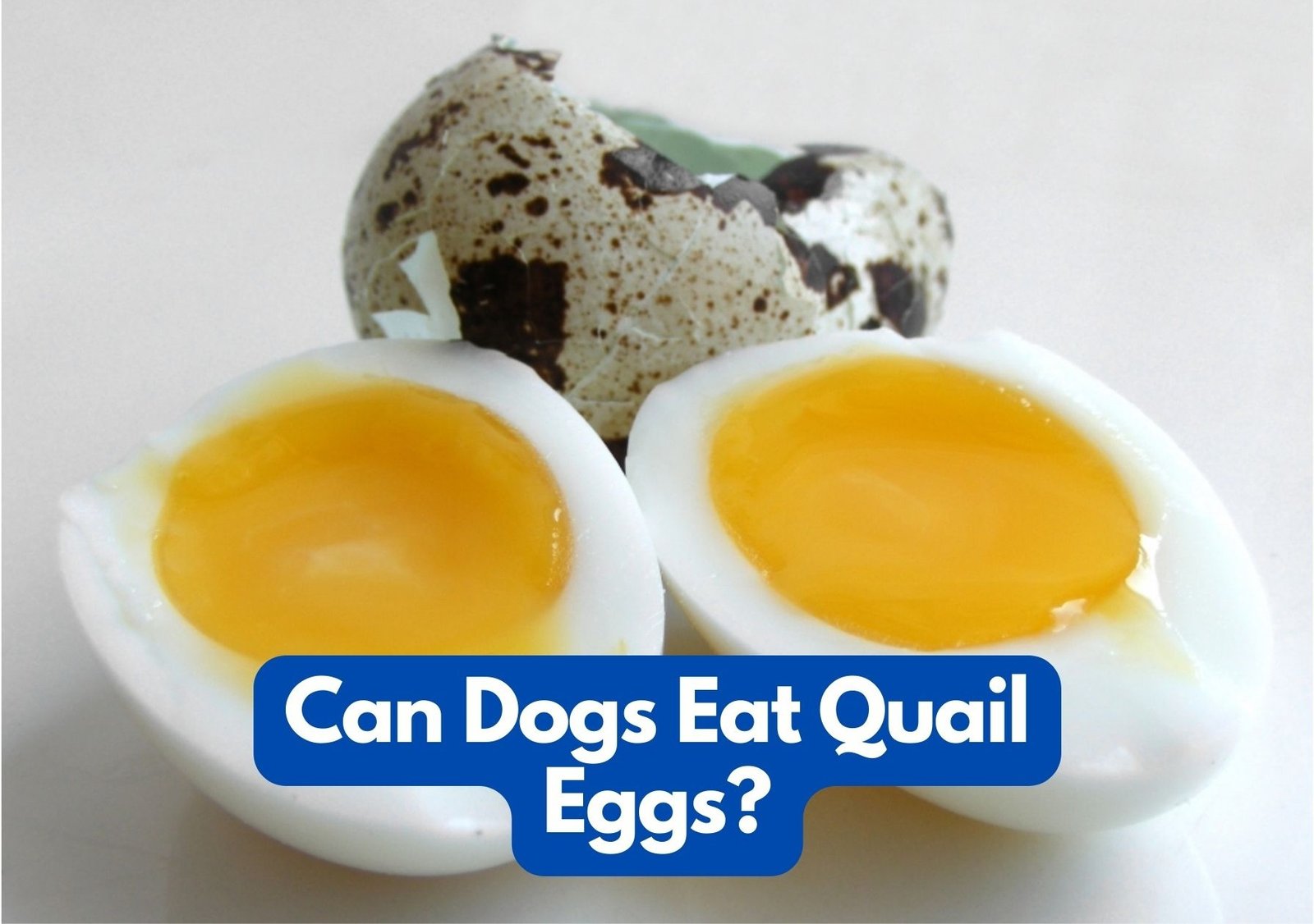 Can my dog eat quail eggs