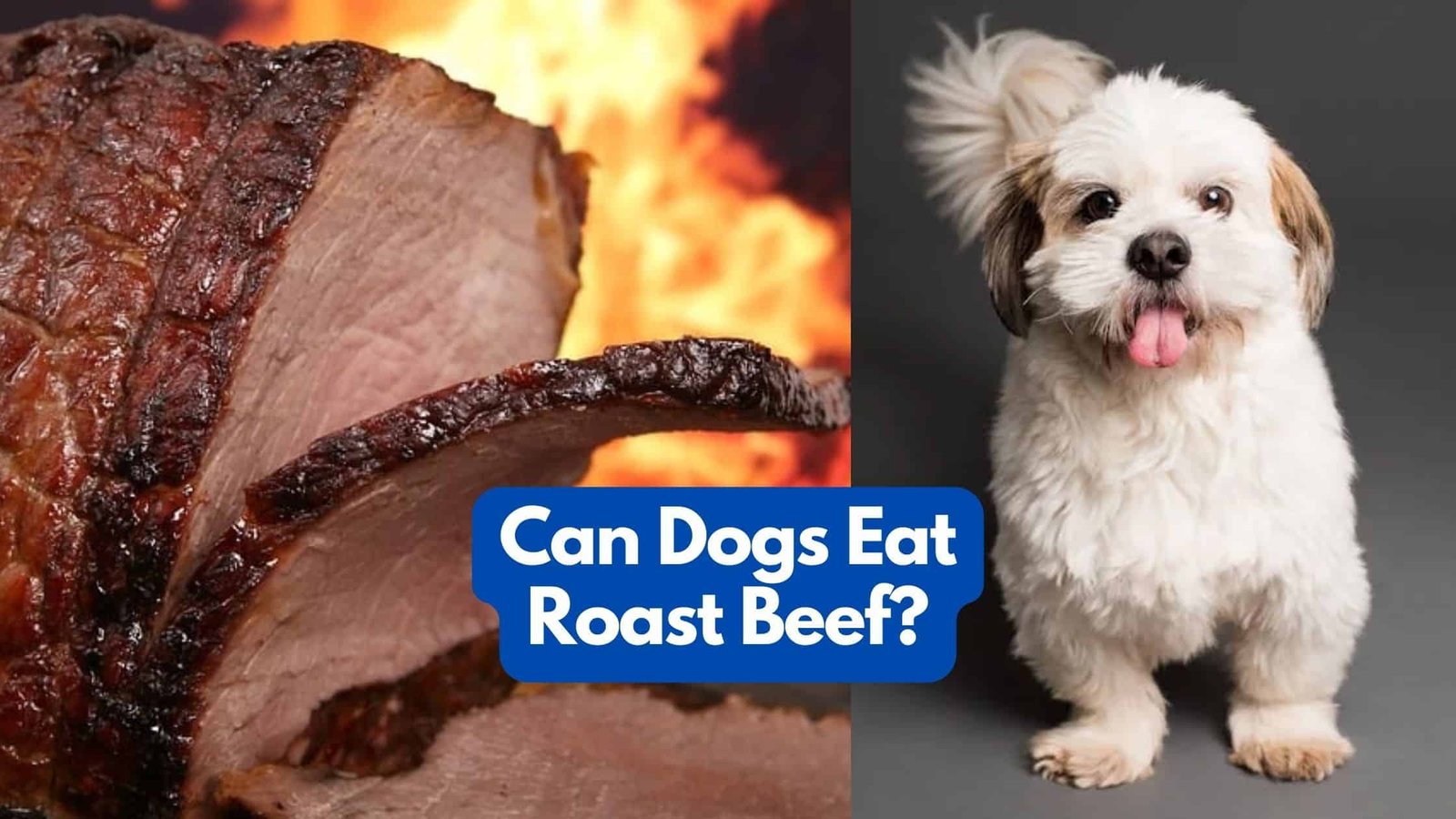 Can my dog eat roast beef